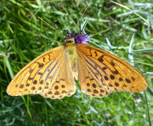 Réf. 189 992 : Argynnis paphia